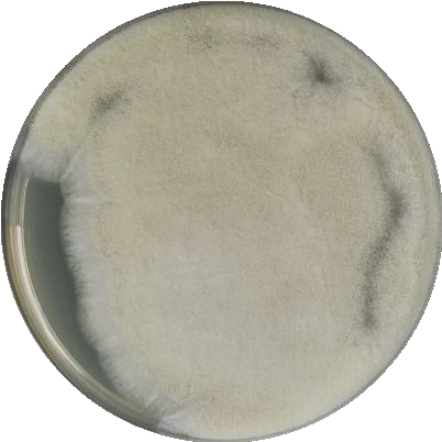 Aspergillus niger-BNCC