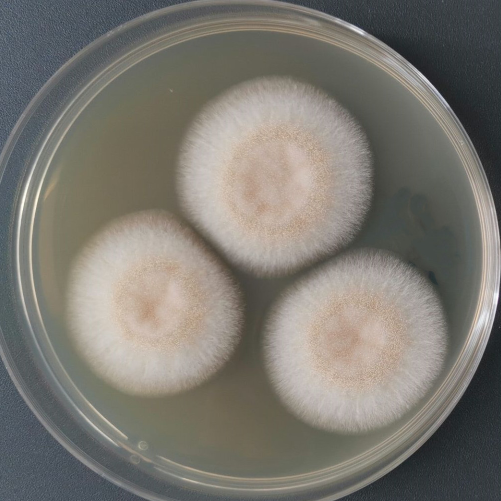 Aspergillus niger-BNCC