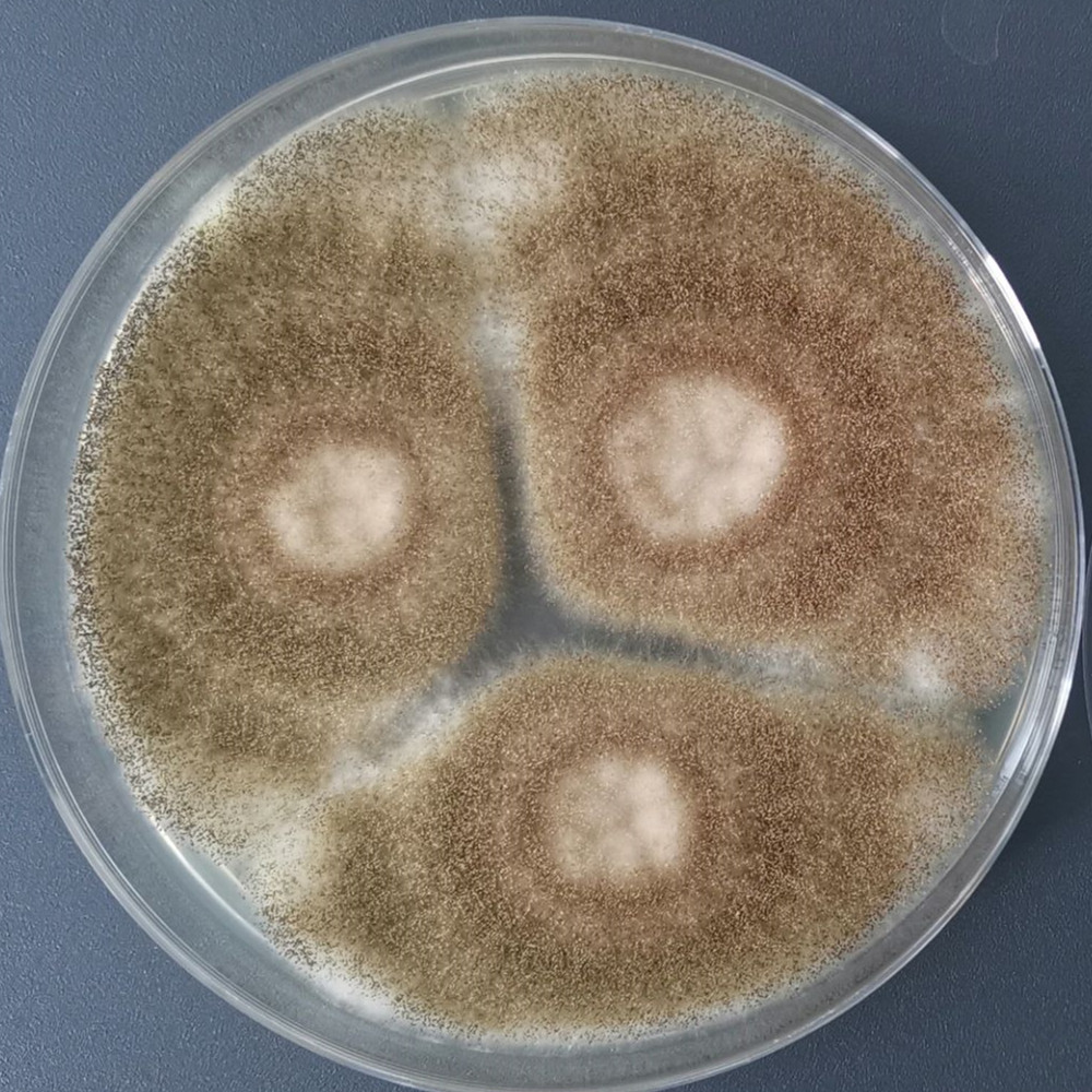 Aspergillus niger-BNCC