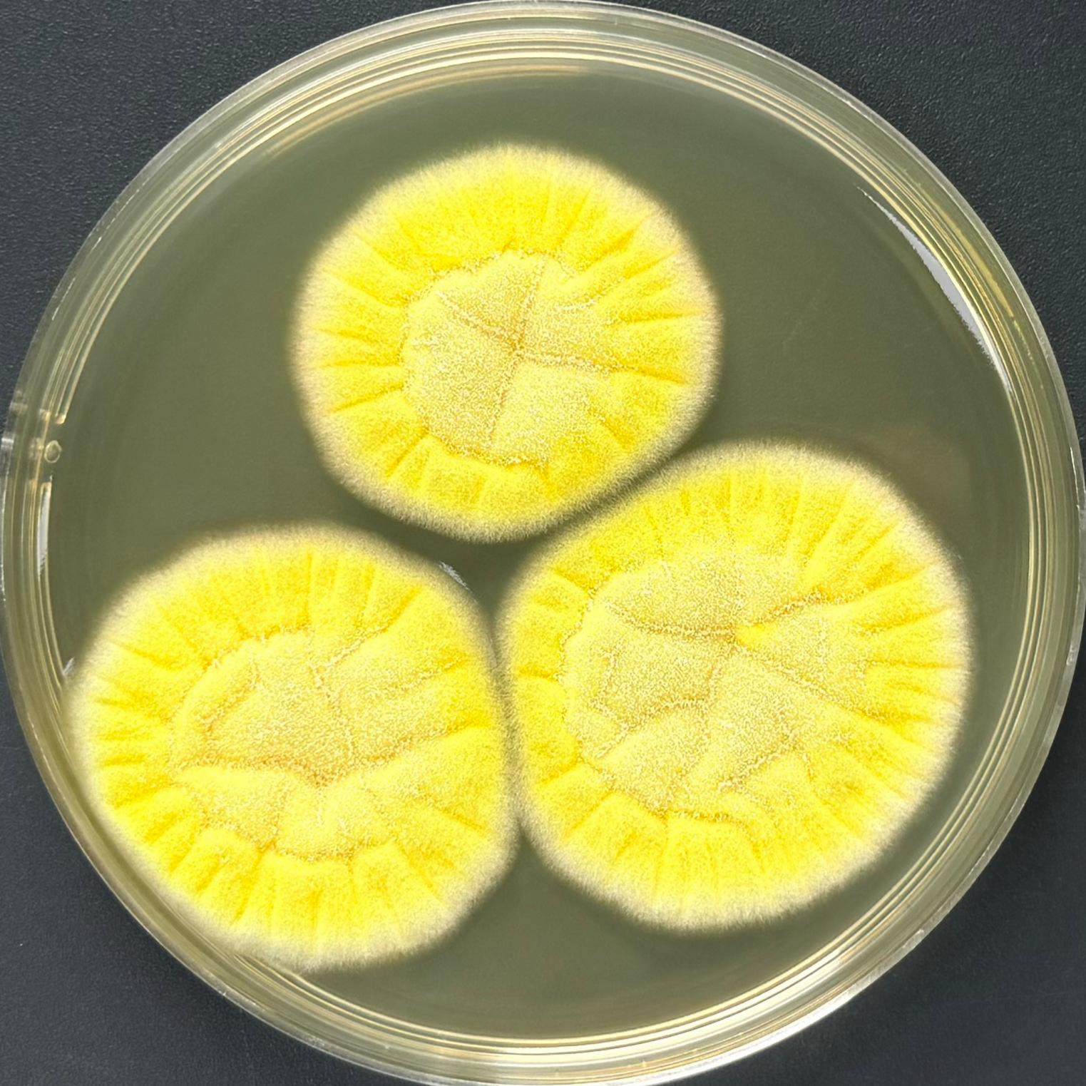 Aspergillus niger-BNCC