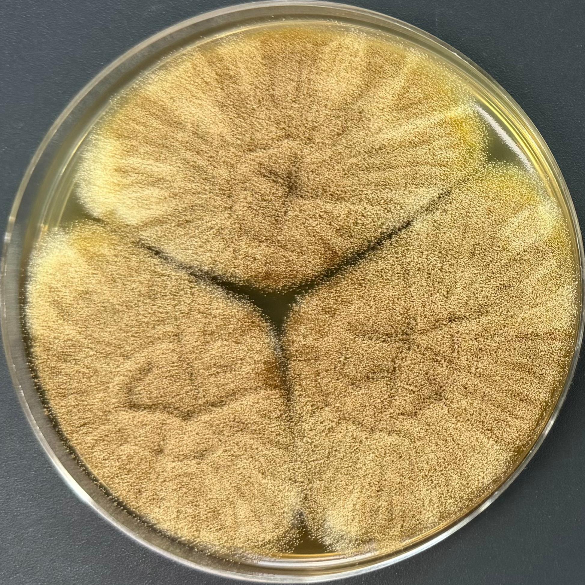 Aspergillus niger-BNCC
