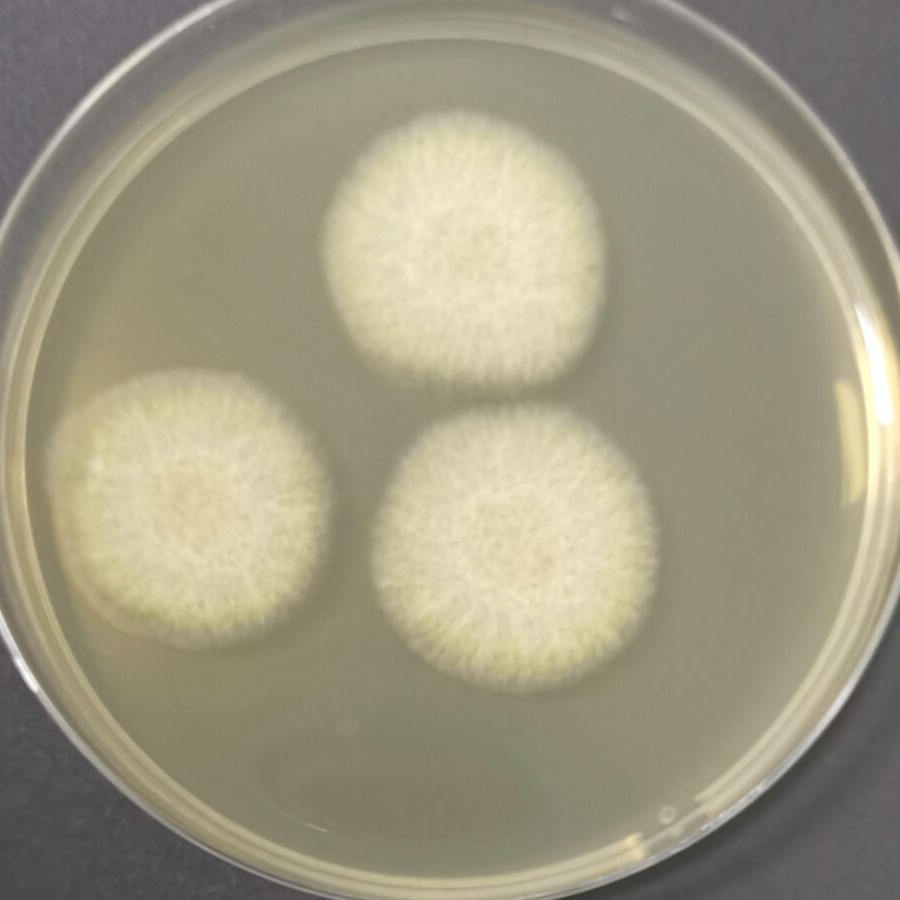Aspergillus niger-BNCC