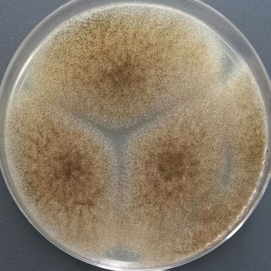 Aspergillus niger-BNCC