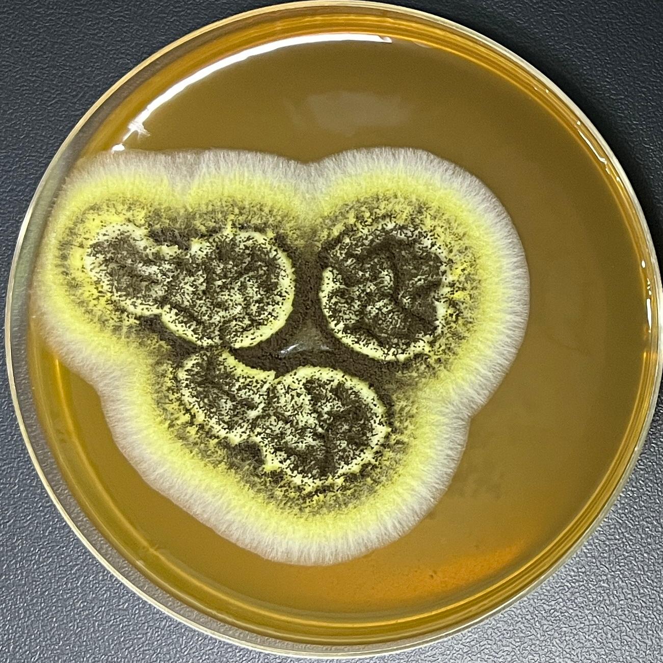 Aspergillus niger-BNCC