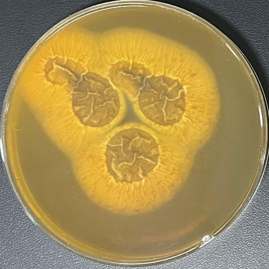 Aspergillus niger-BNCC