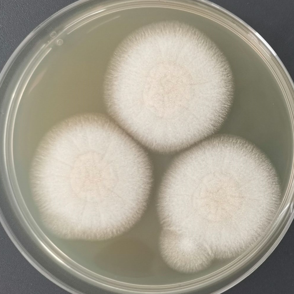 Aspergillus niger-BNCC