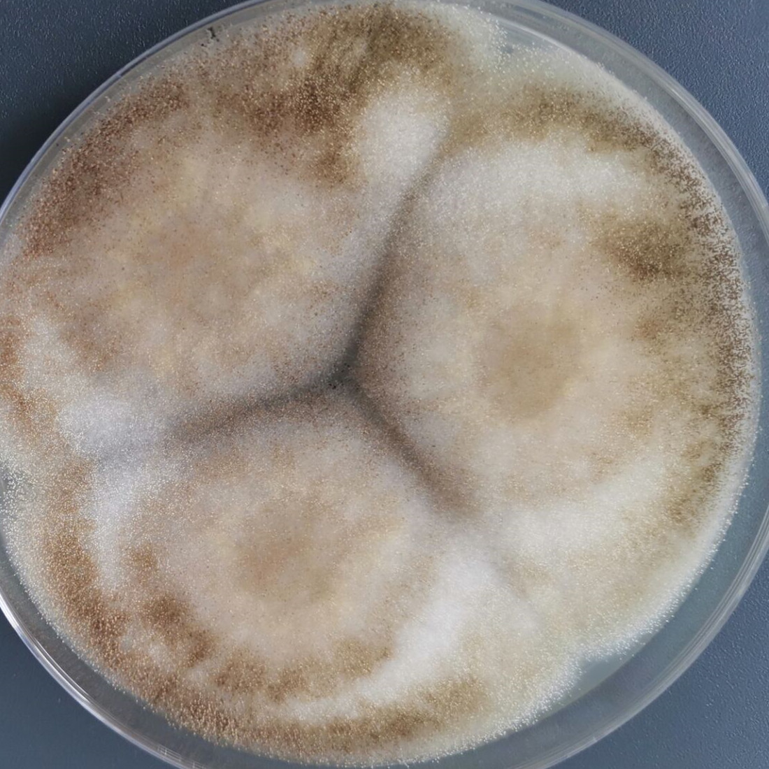 Aspergillus niger-BNCC