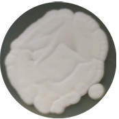 Aspergillus flavus-BNCC