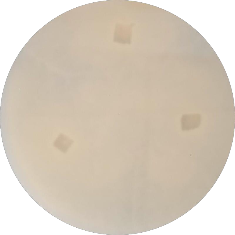 Mucor racemosa-BNCC