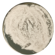 Pale purple Penicillium-BNCC
