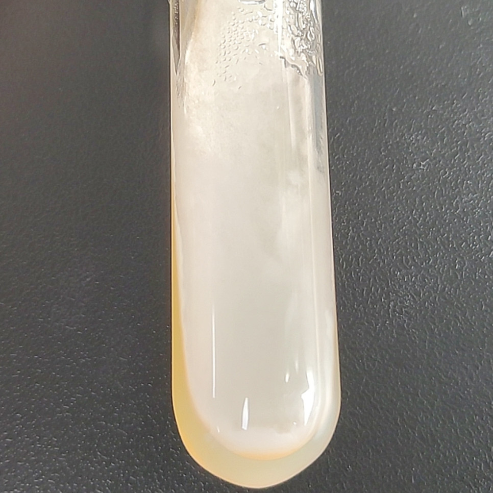 Wanshi Penicillium-BNCC