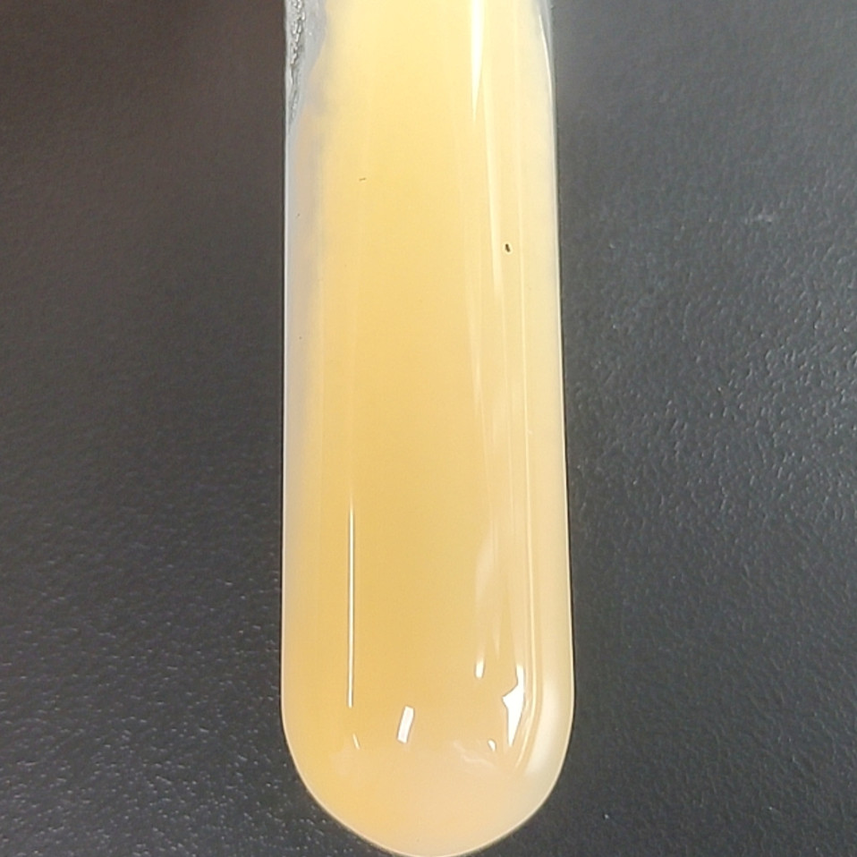 Wanshi Penicillium-BNCC