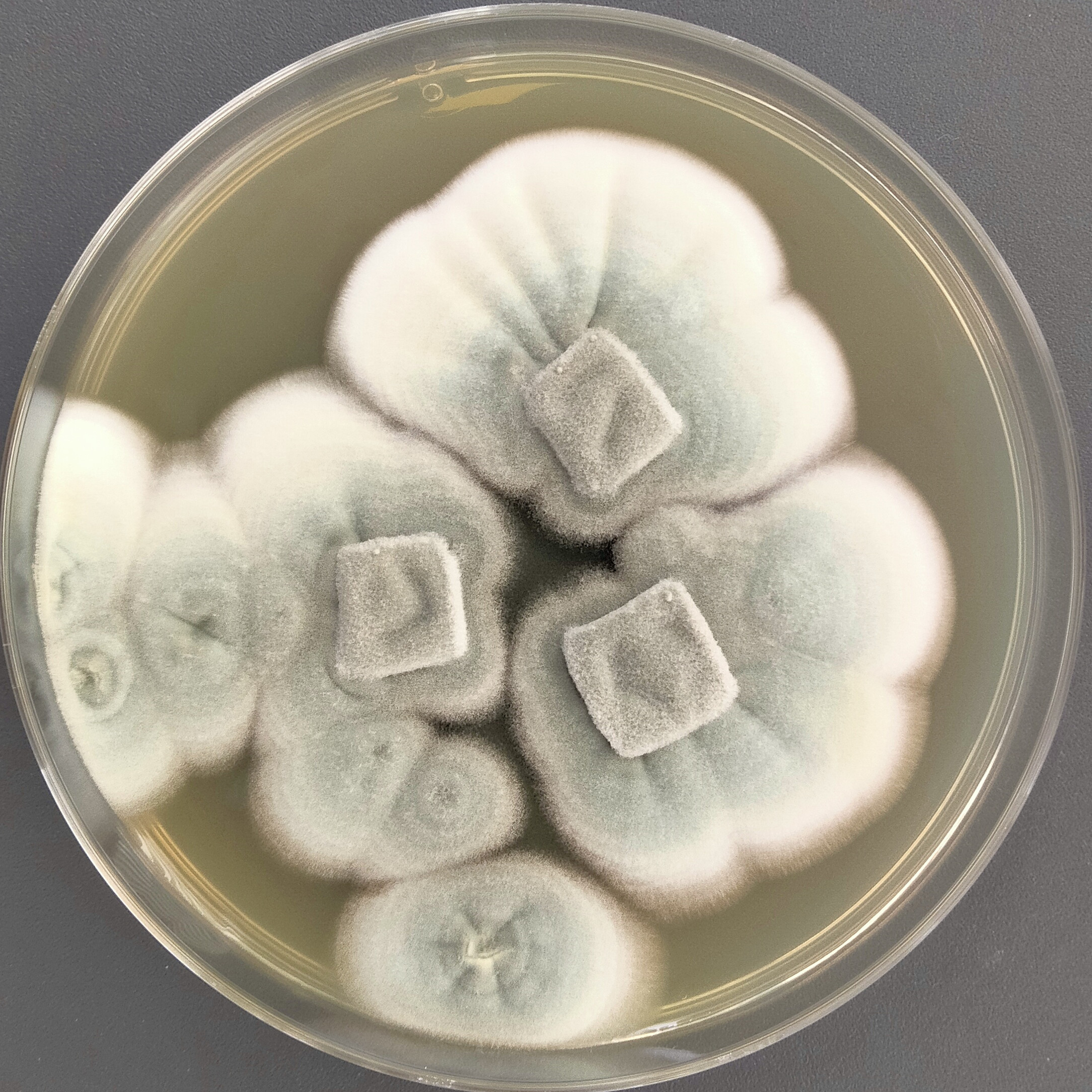Penicillium chrysotoxum-BNCC