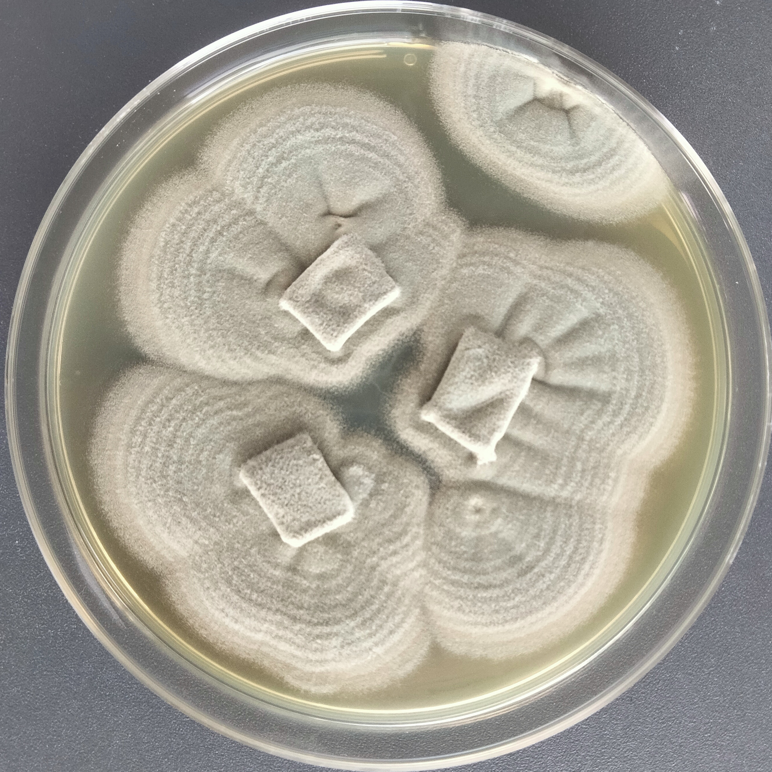 Penicillium chrysotoxum-BNCC