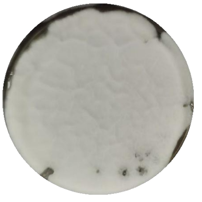Penicillium flavum-BNCC