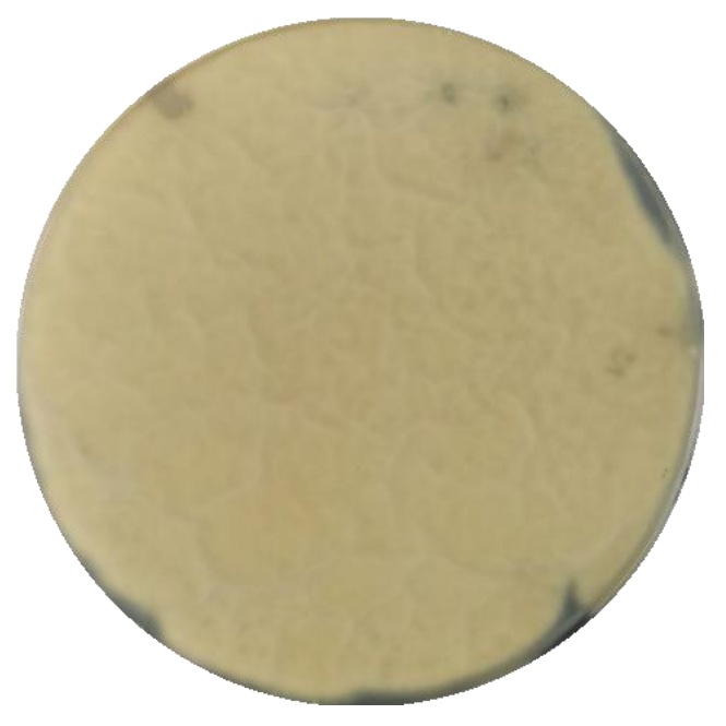 Penicillium flavum-BNCC