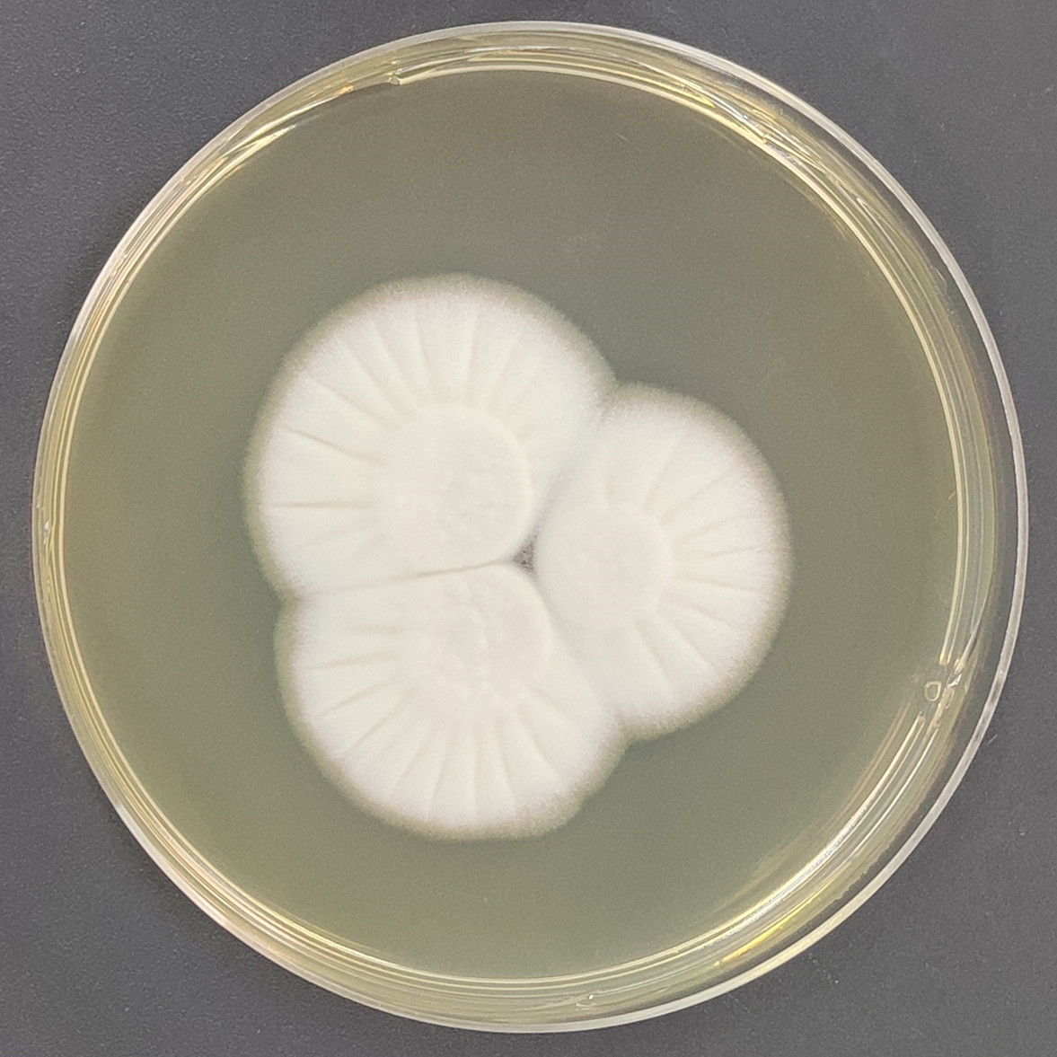Penicillium flavum-BNCC