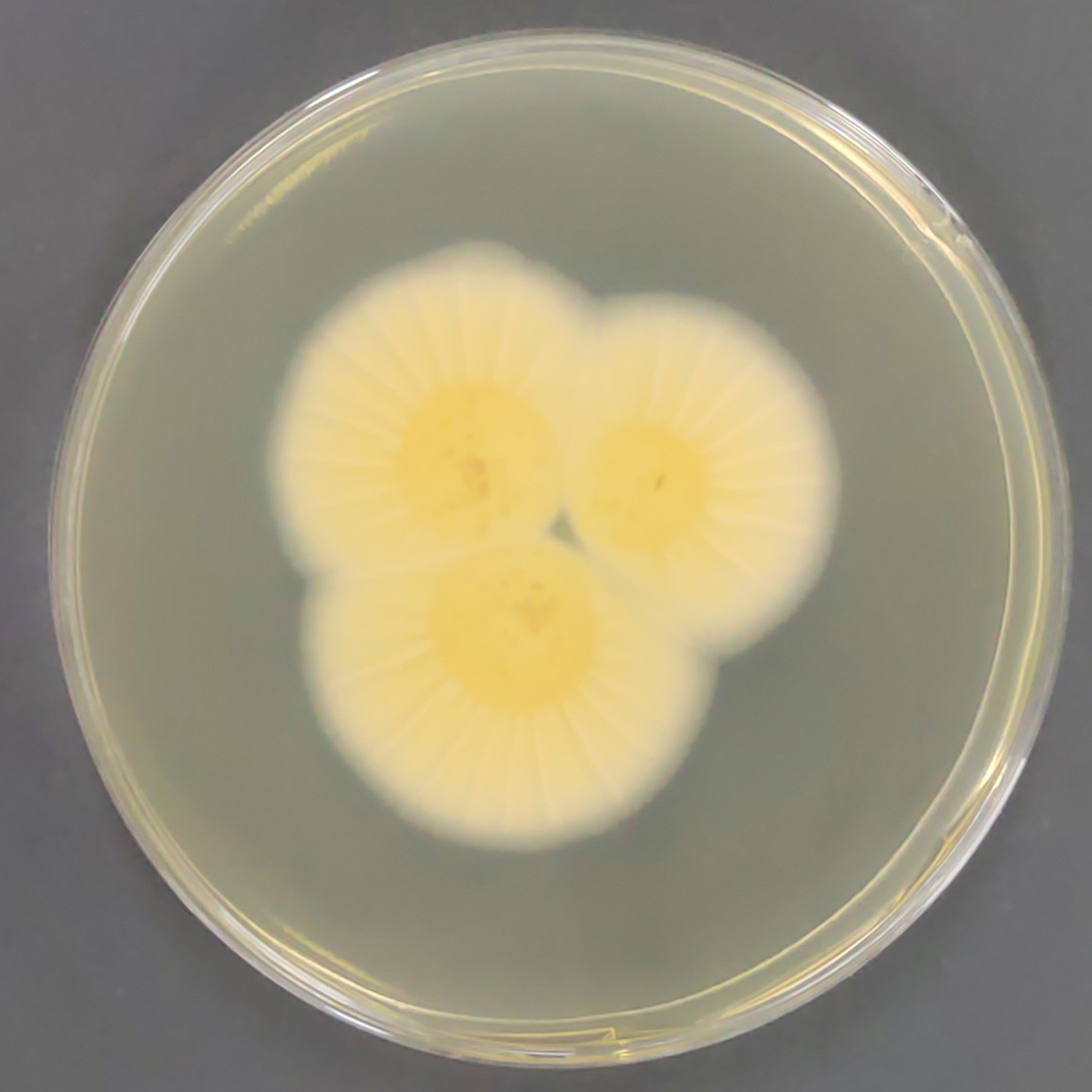 Penicillium flavum-BNCC