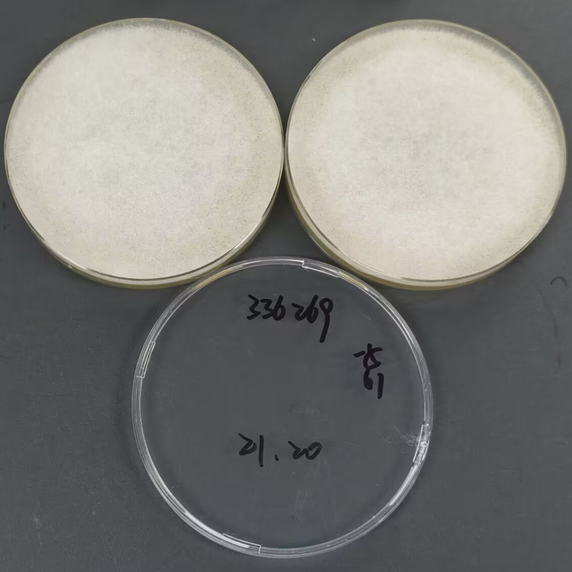 Rhizopus oryzae-BNCC