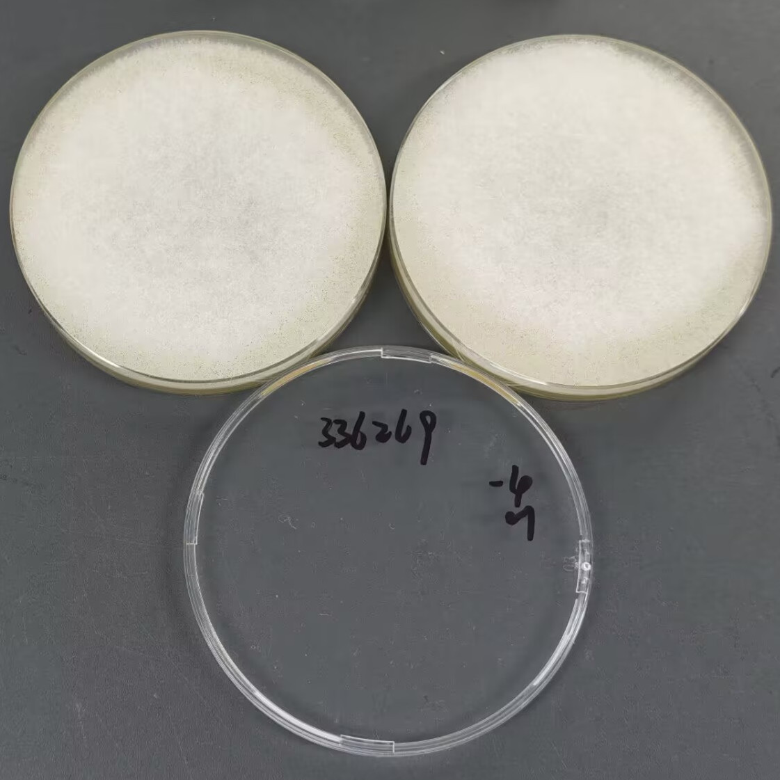 Rhizopus oryzae-BNCC