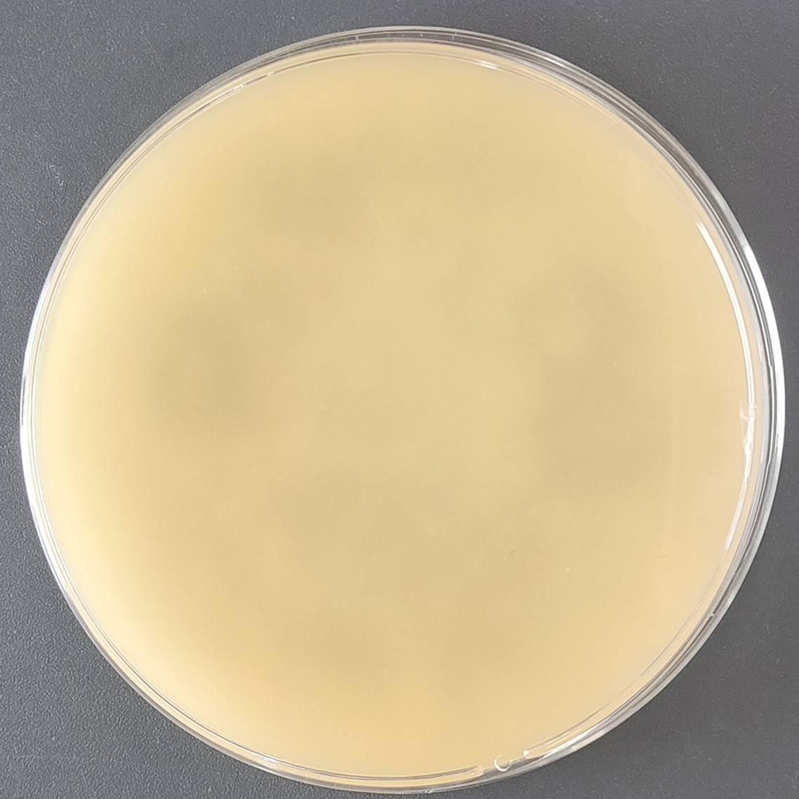 Rhizopus oryzae-BNCC