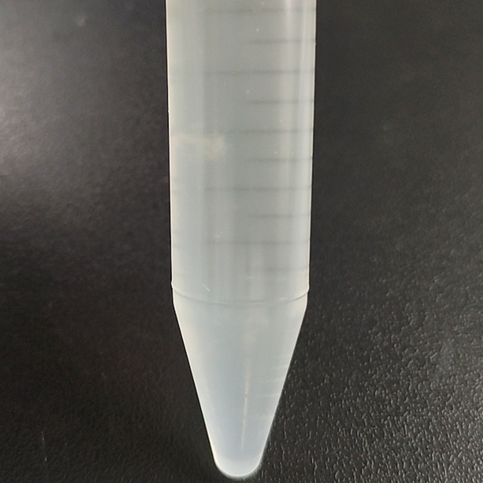 Rhizopus oryzae-BNCC