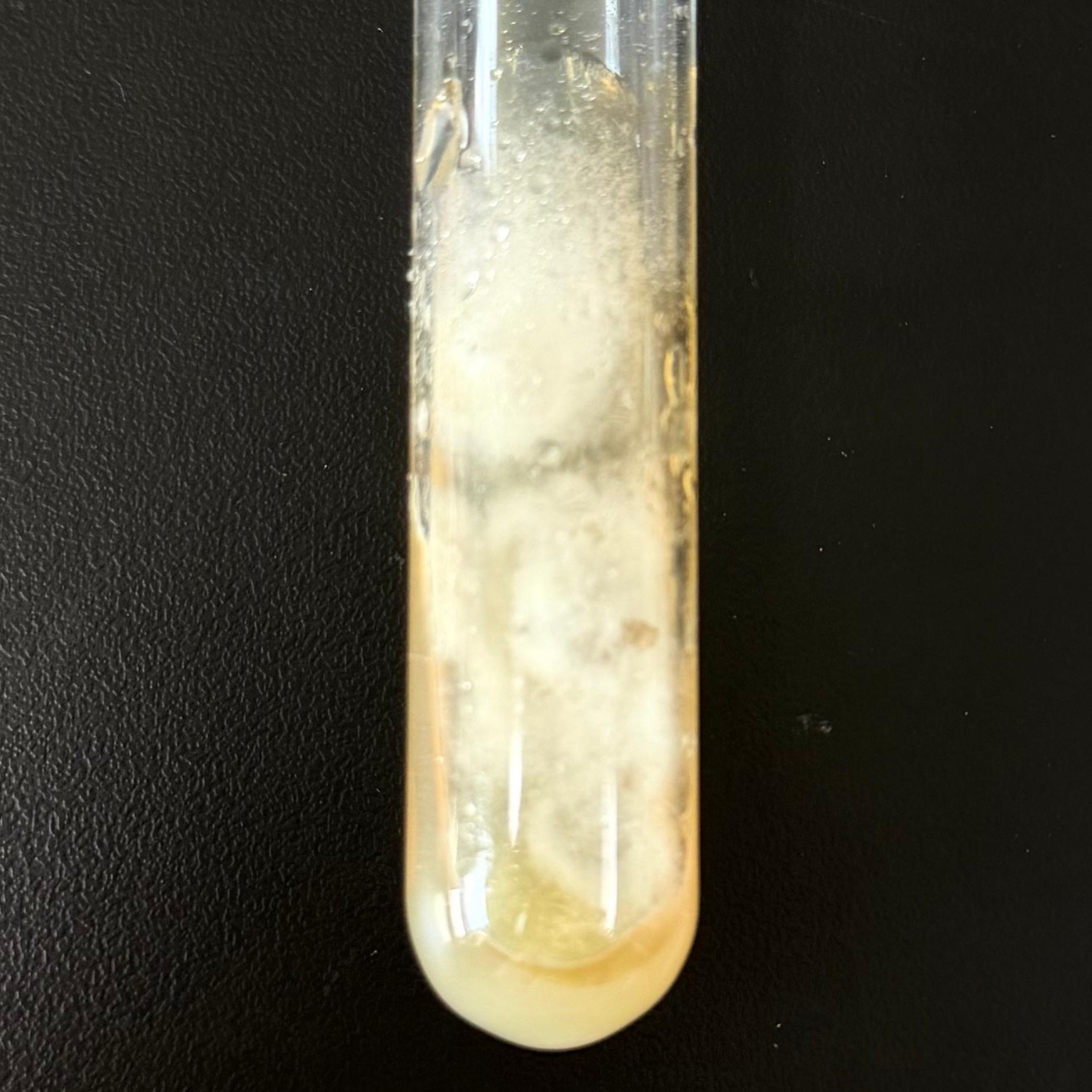 Botryotinia squamosa-BNCC
