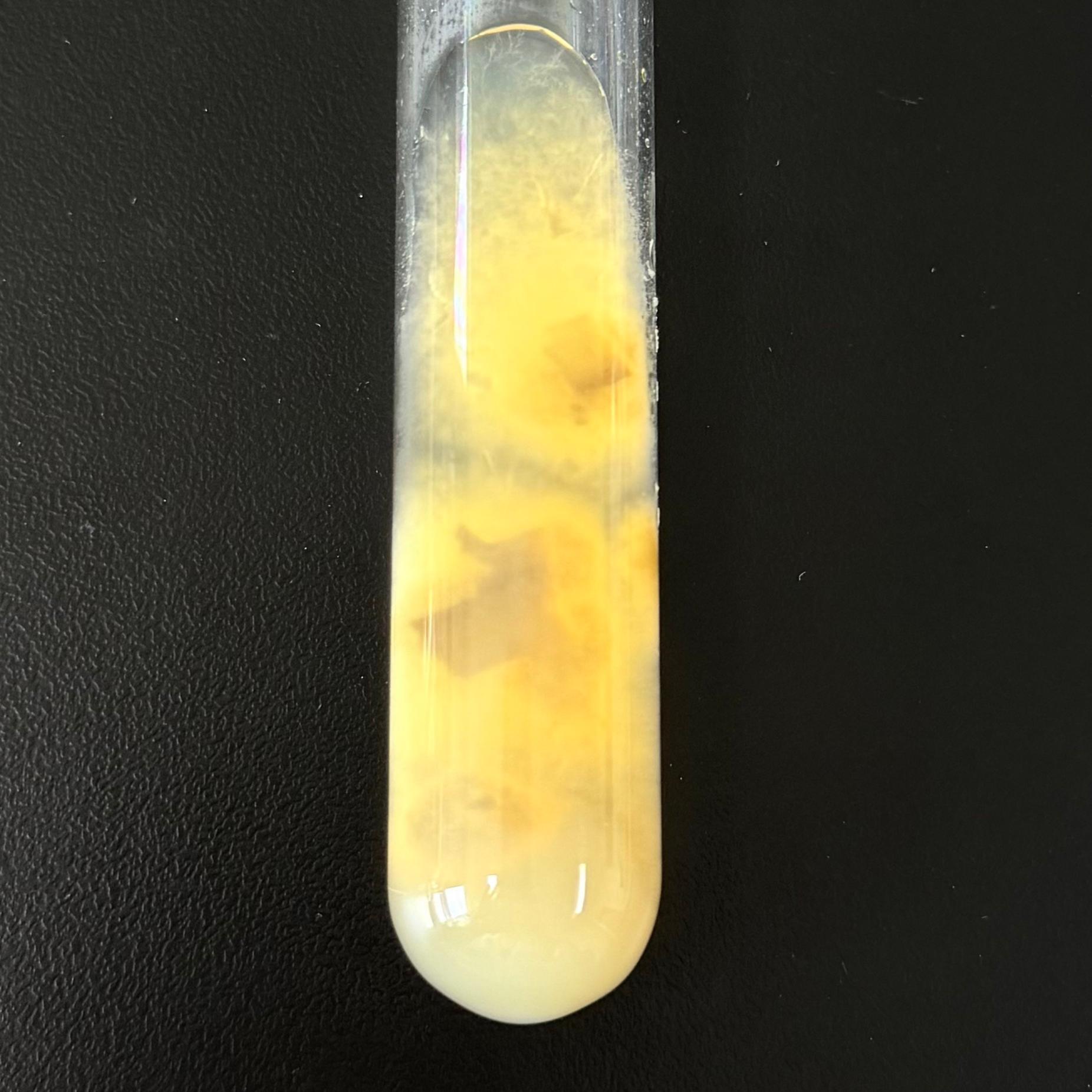 Botryotinia squamosa-BNCC