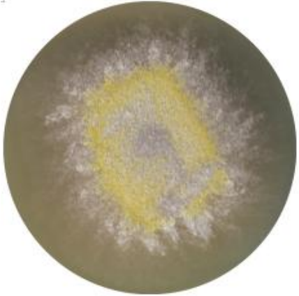 Trichoderma-BNCC