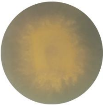 Trichoderma-BNCC