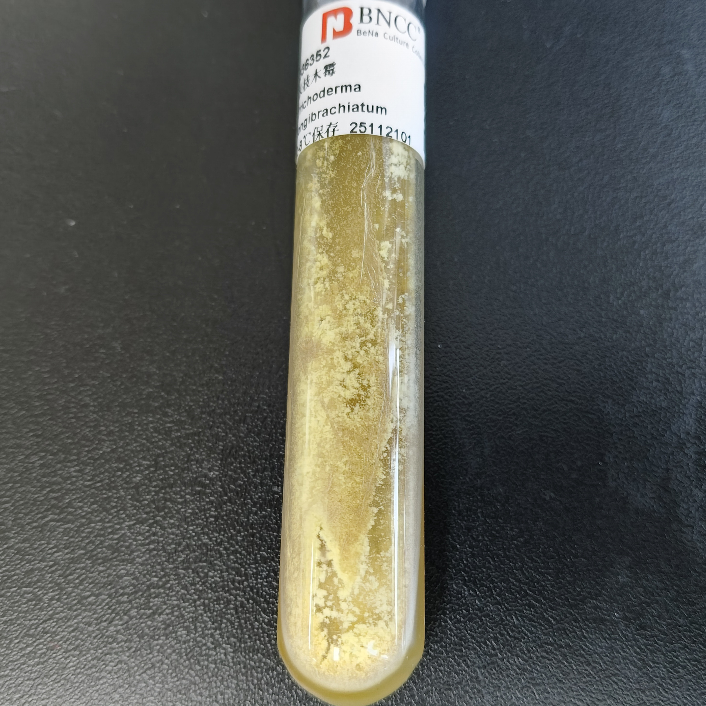 Long branch Trichoderma-BNCC