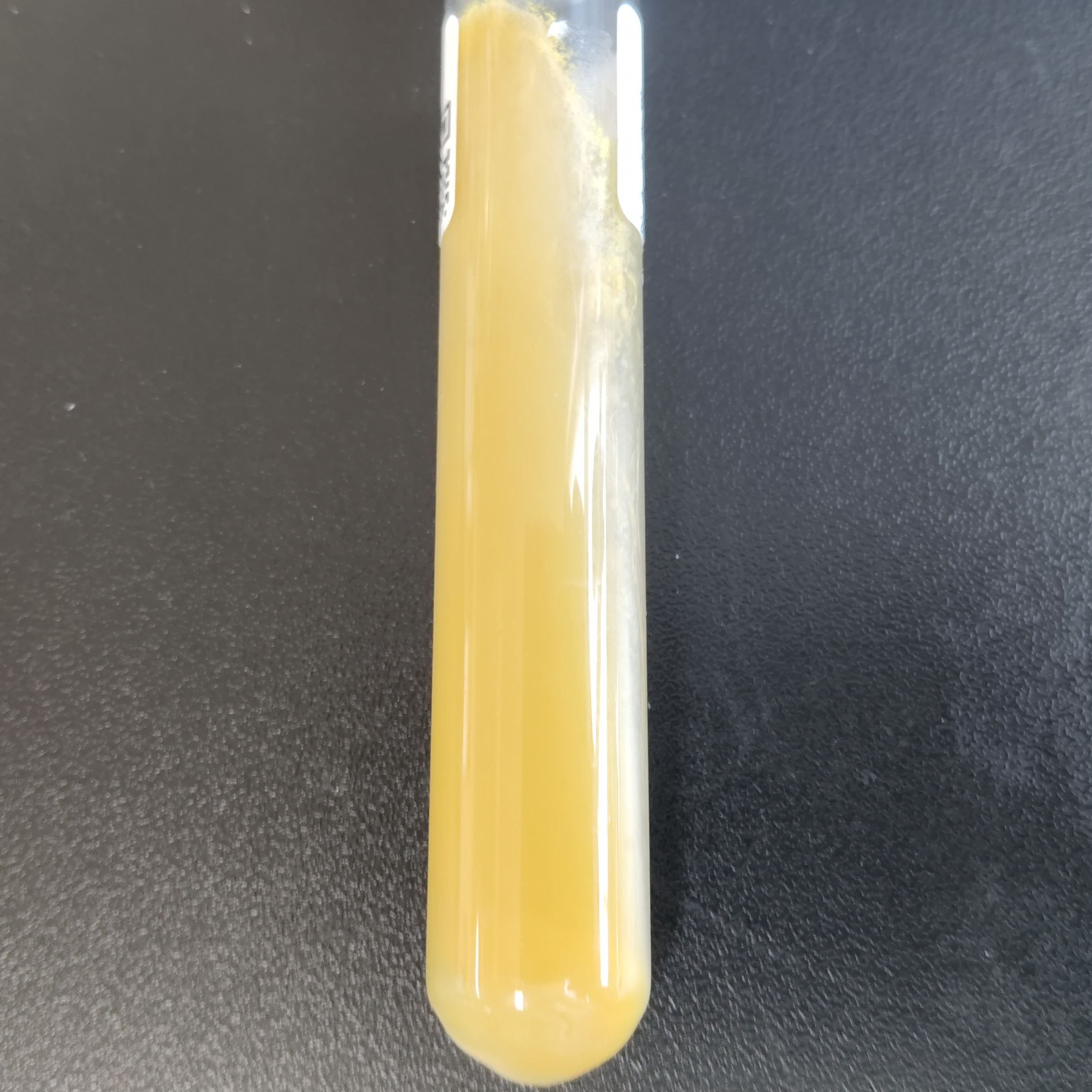 Long branch Trichoderma-BNCC