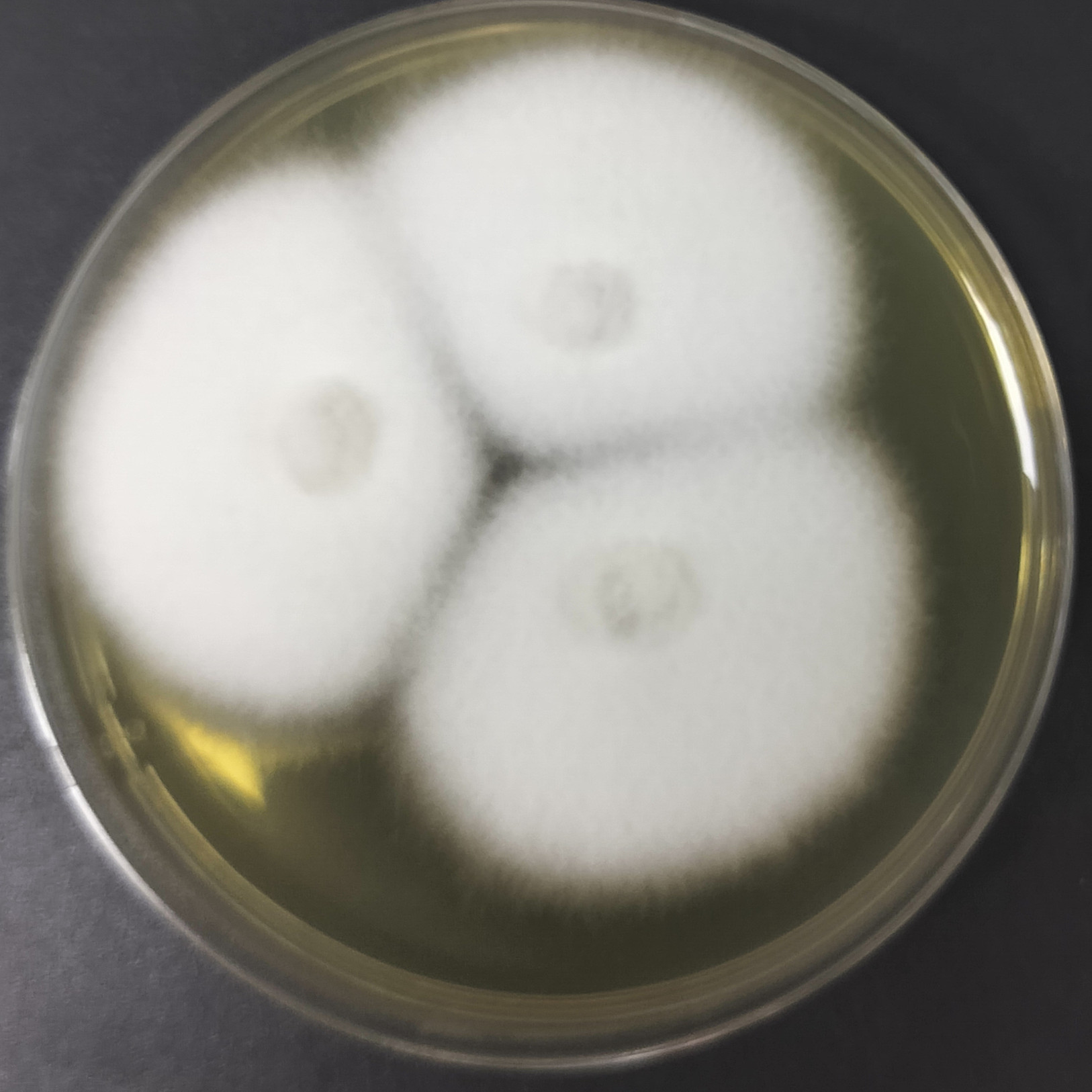 Fusarium oxysporum-BNCC