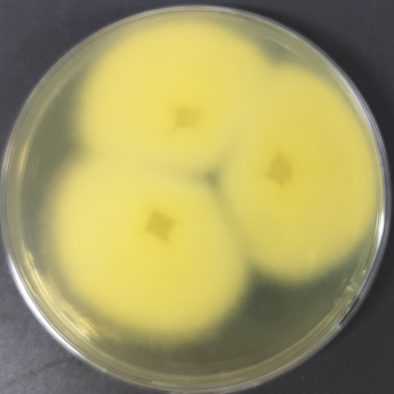 Fusarium oxysporum-BNCC