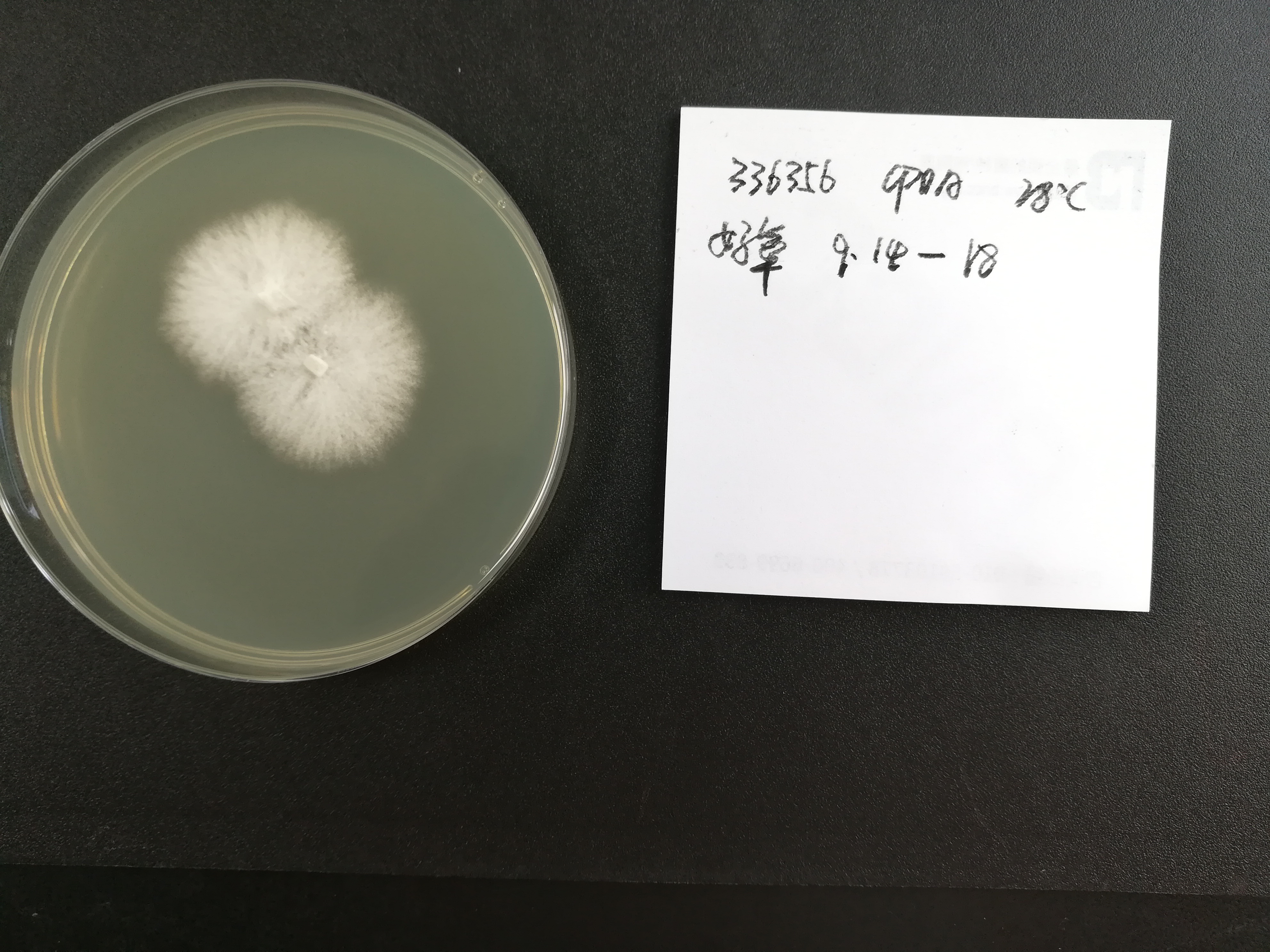 Schizophyllum-BNCC