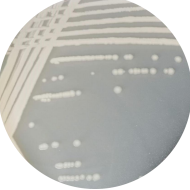 Bacillus amyloliquefaciens-BNCC