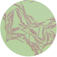 Bacillus amyloliquefaciens-BNCC