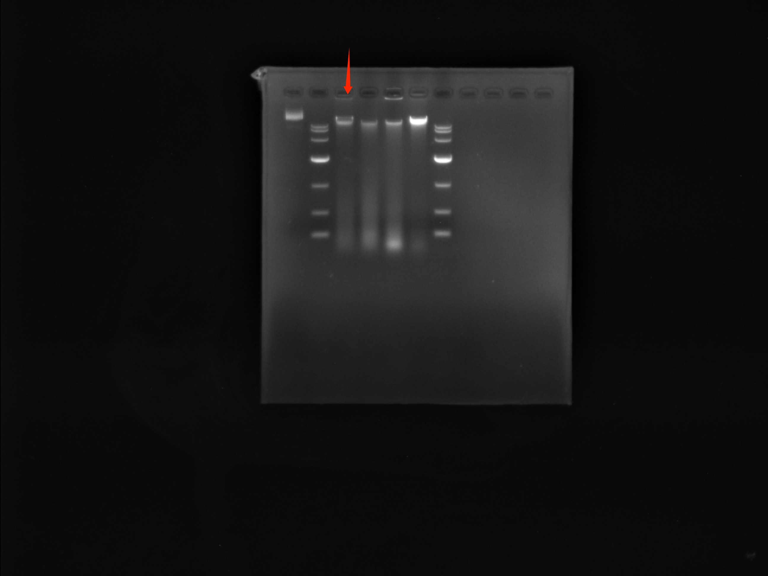 Bacillus amyloliquefaciens-BNCC