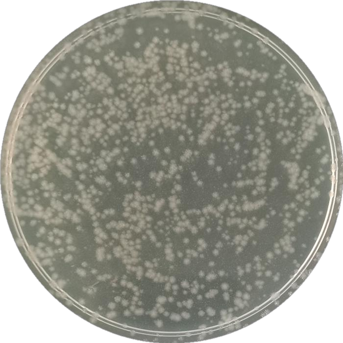 Bacillus subtilis-BNCC