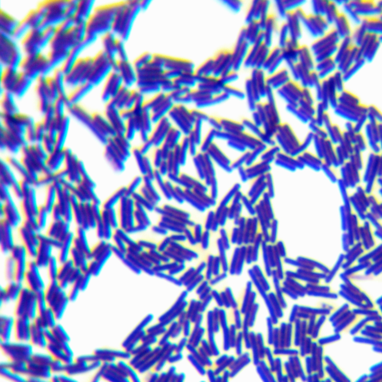 Bacillus subtilis-BNCC