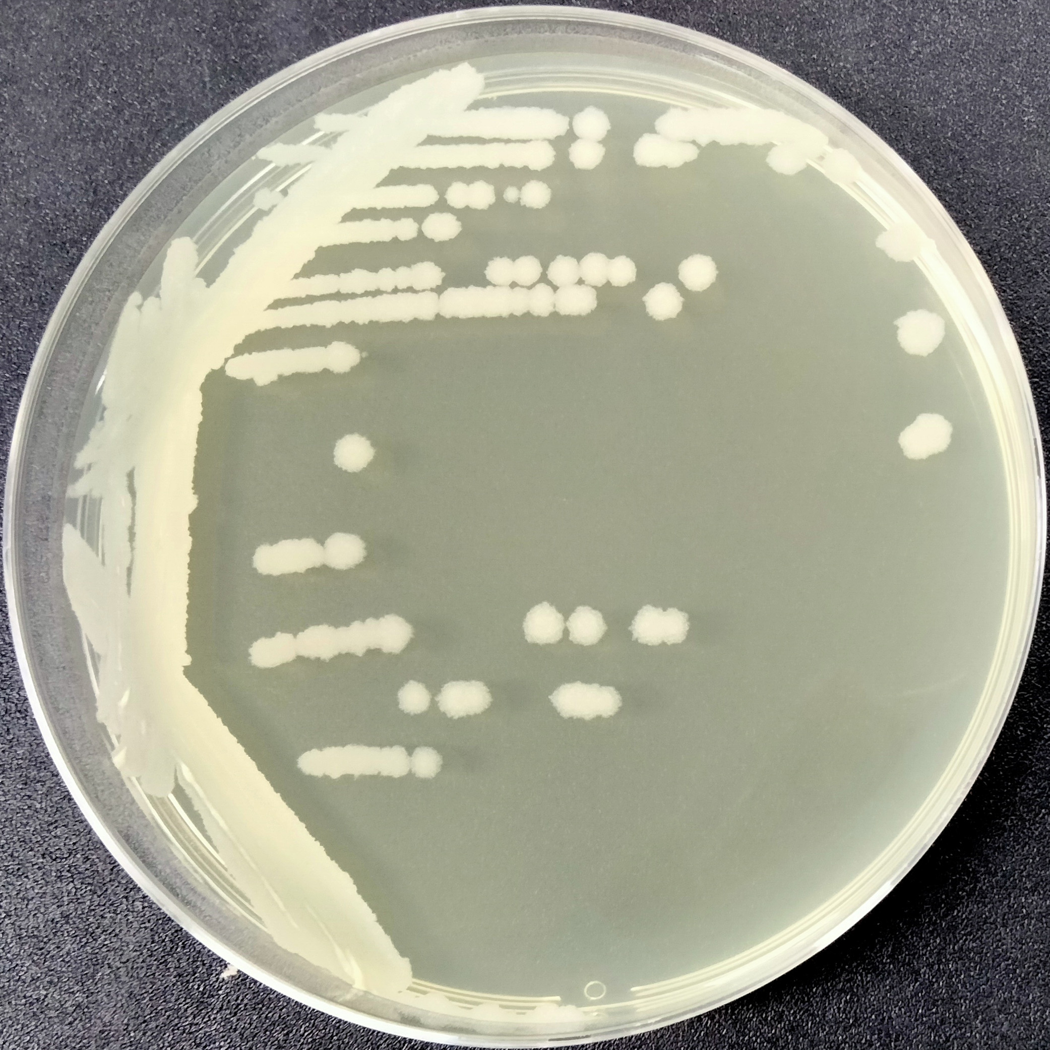 Bacillus subtilis-BNCC