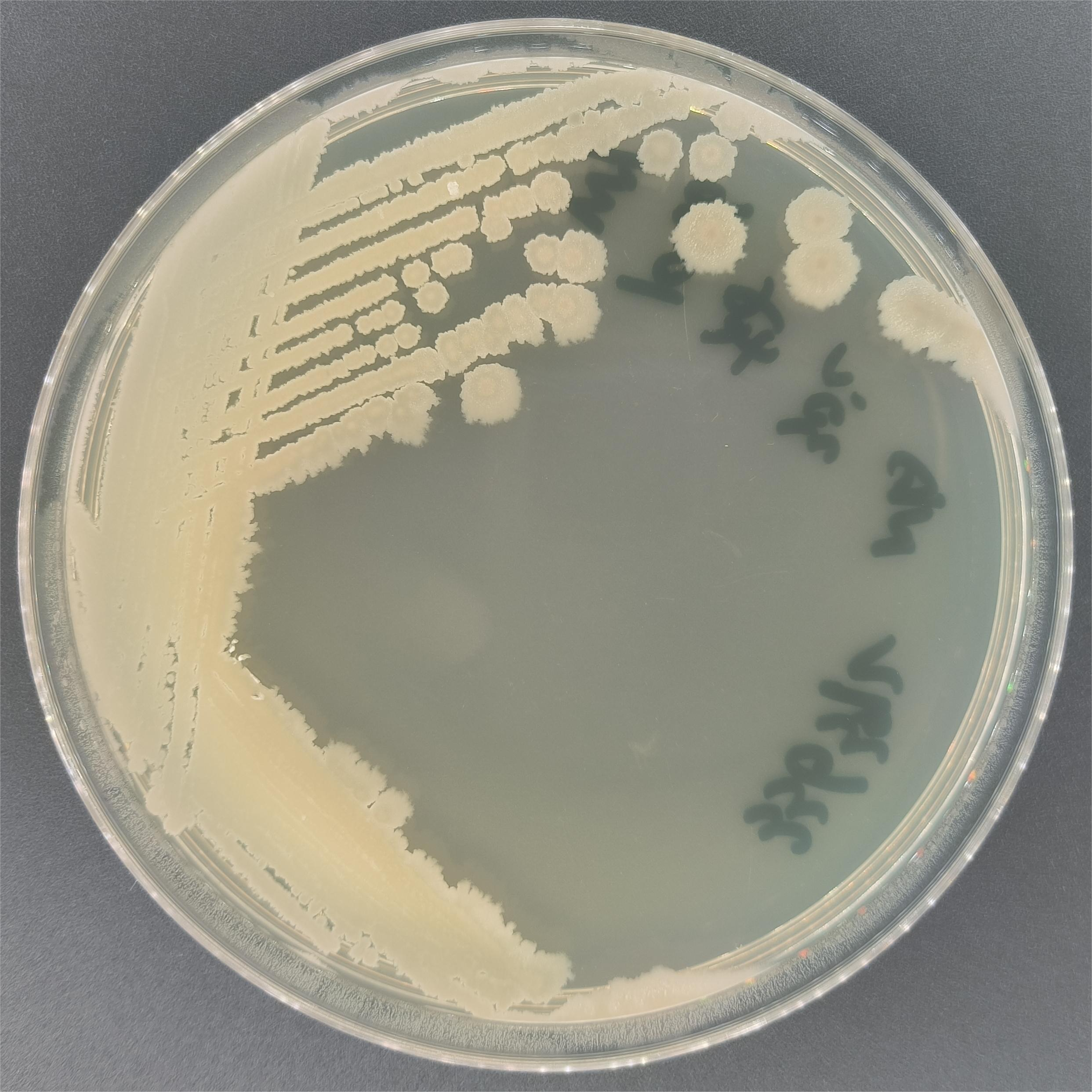 Bacillus subtilis-BNCC