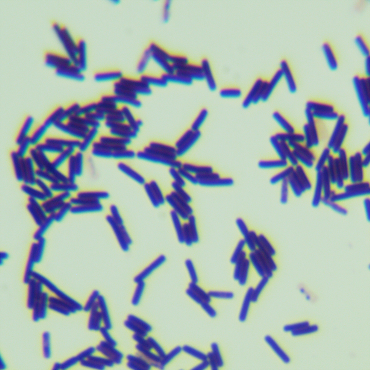 Bacillus subtilis-BNCC