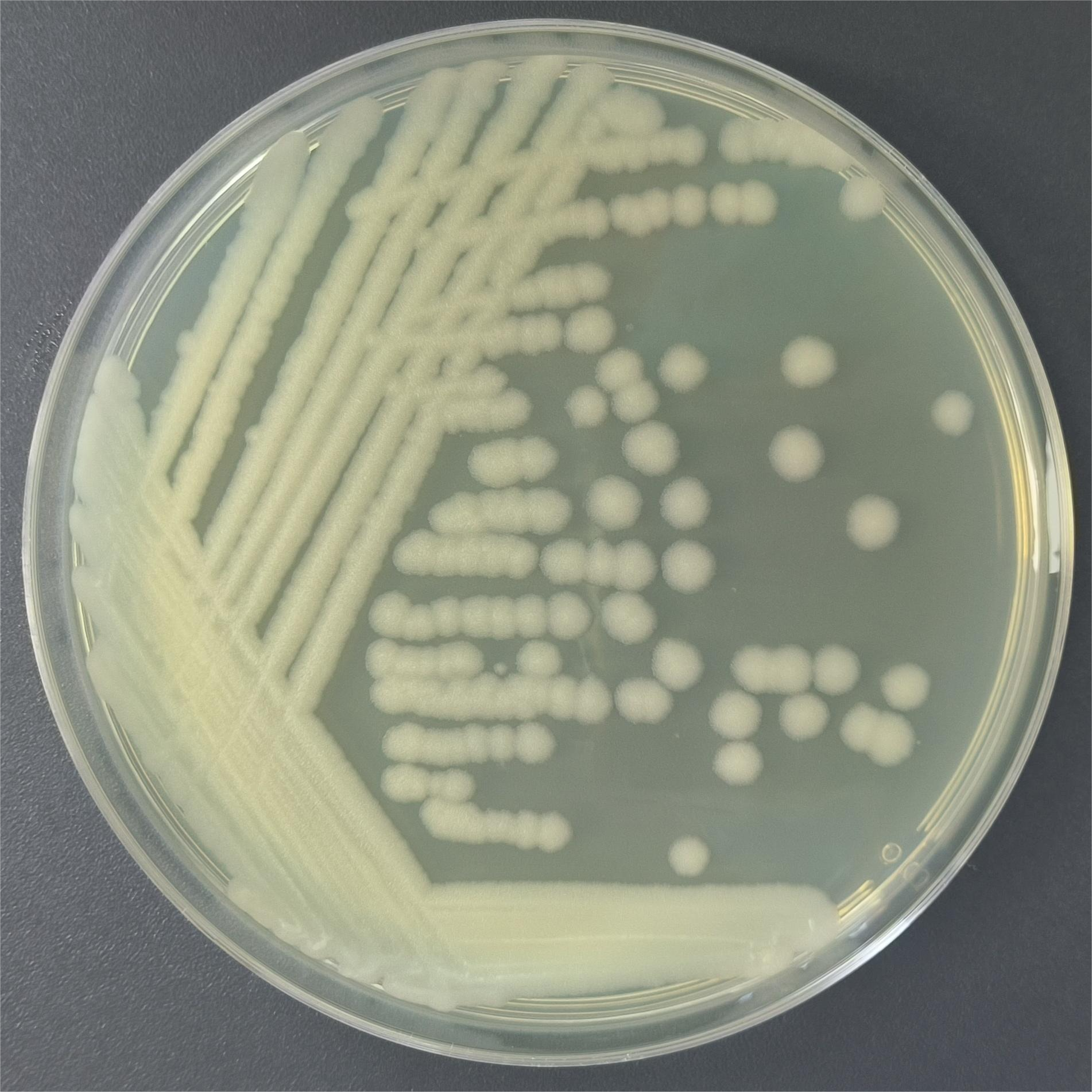 Bacillus thuringiensis-BNCC