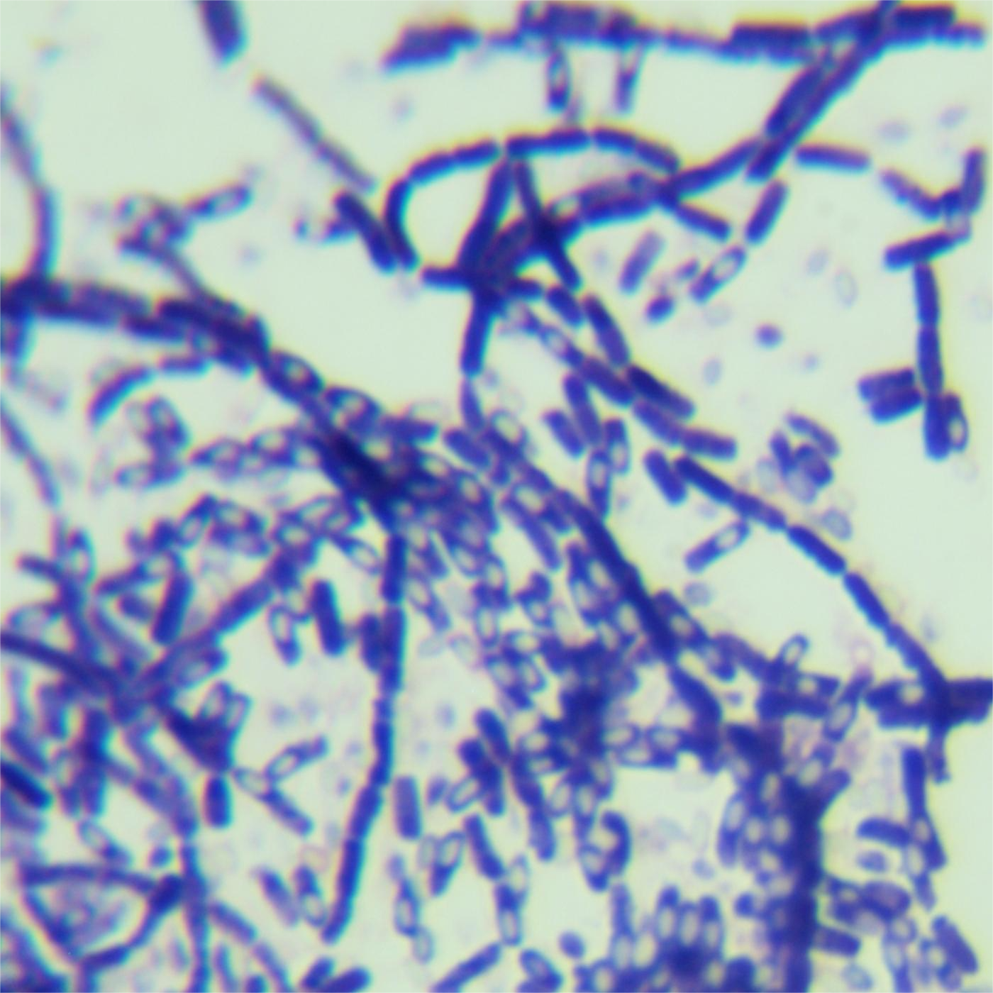 Bacillus thuringiensis-BNCC