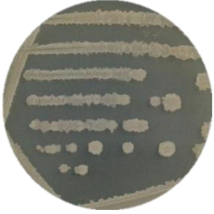 Bacillus amyloliquefaciens-BNCC