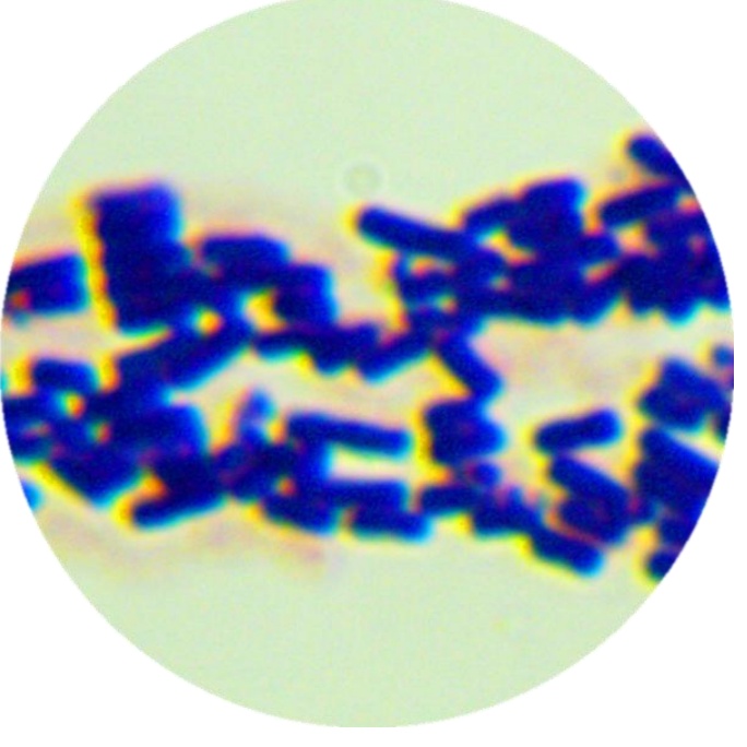 Bacillus amyloliquefaciens-BNCC