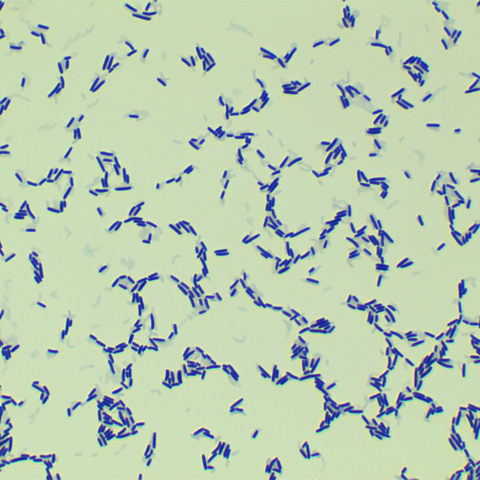 Lactobacillus plantarum-BNCC