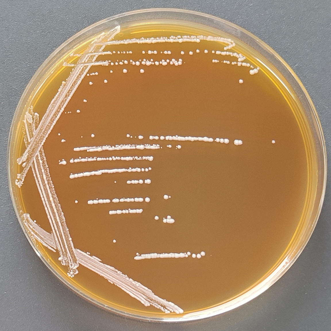 Lactobacillus plantarum-BNCC