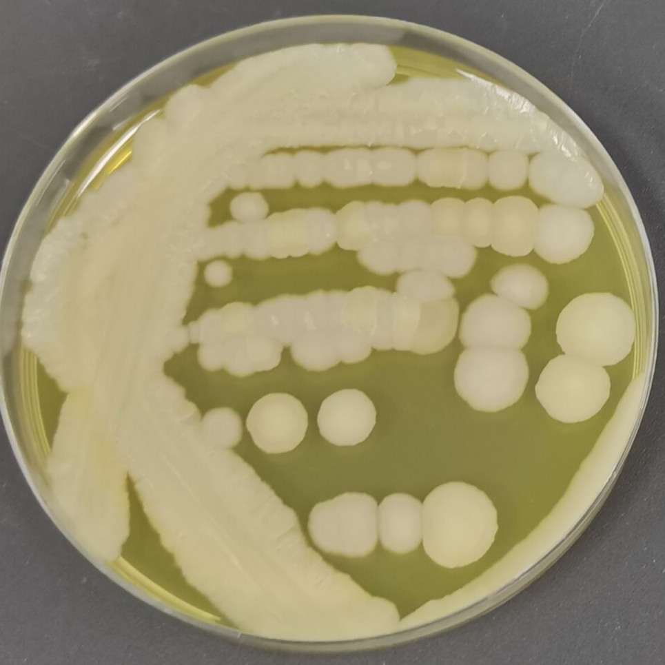 Bacillus thuringiensis-BNCC